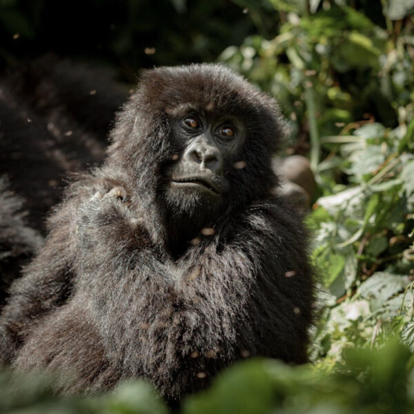 Uganda vs Rwanda for Gorilla Trekking: Which Should You Choose?