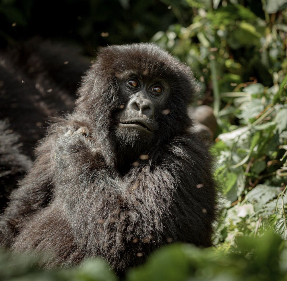 Read more about the article Gorilla Trekking in Uganda