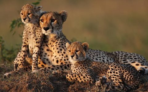 Mother cheetah with two 2 month old cubs on a termite mound in the Masai Mara