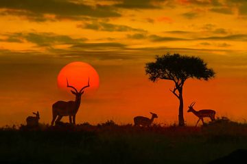 African sunset with silhouette of the animals