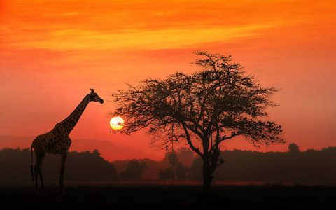 African Giraffe at sunrise with alone tree