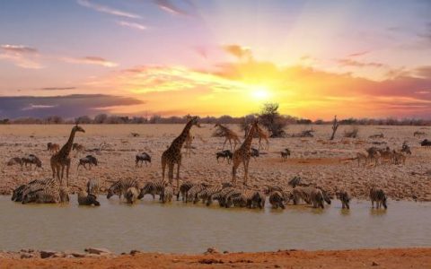 The best waterhole in Etosha National Park - Okaukeujo with lots and lots of animals visitng to take a drink. An amazing sight to behold. Etosha, Namibia, Southern Africa