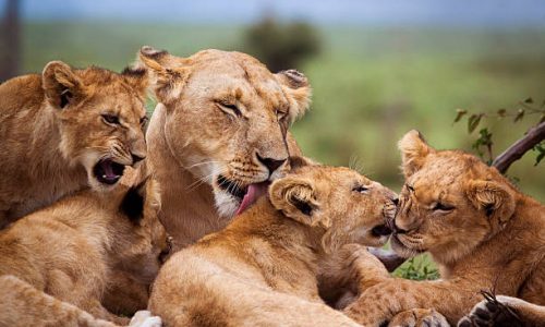 Four lion cubs grooming with their mother – Masai Mara, Kenya