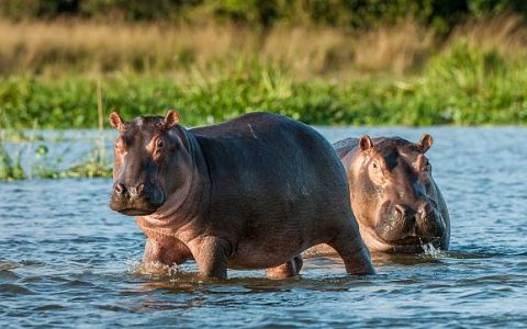 Two common hippopotamus in the water. The common hippopotamus (Hippopotamus amphibius), or hippo. Africa