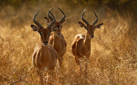 Animal mammal antelope impala wildlife nature Africa safari horns three males 3