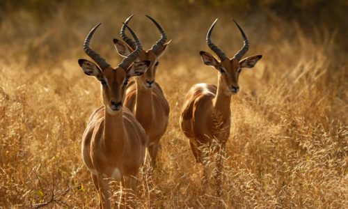 Animal mammal antelope impala wildlife nature Africa safari horns three males 3