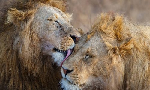 Lions Grooming