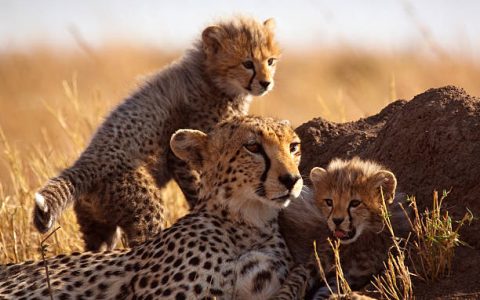 Mother cheetah and cubs – Masai Mara, Kenya