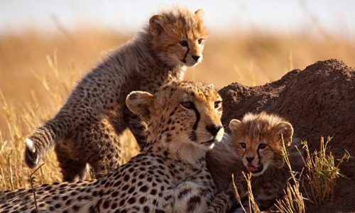 Mother cheetah and cubs – Masai Mara, Kenya