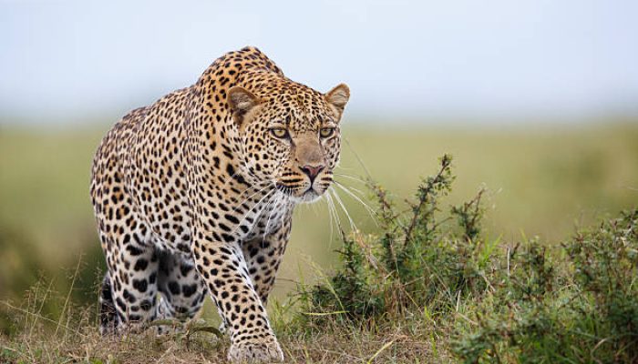 Leopard hunting in savannah