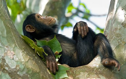 A young "Chimp" (Common Chimpanzee, Pan troglodytes) is relaxing in a tree. SHOT IN WILDLIFE in Gombe Stream National Park in Tanzania.