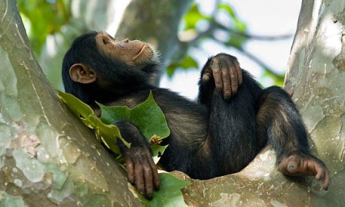 A young "Chimp" (Common Chimpanzee, Pan troglodytes) is relaxing in a tree. SHOT IN WILDLIFE in Gombe Stream National Park in Tanzania.