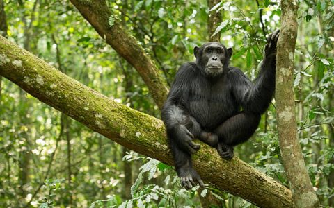"Chimpanzee from Kibale Forest national Park, Uganda"