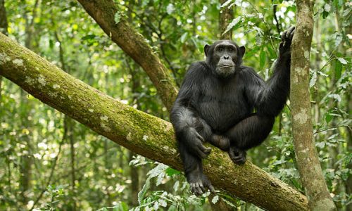 "Chimpanzee from Kibale Forest national Park, Uganda"