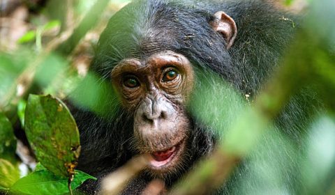 Close up portrait of old chimpanzee Pan troglodytes resting in the jungle of Kibale forest in Uganda