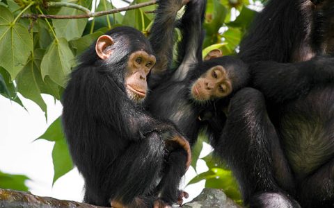 A family of "Chimps" (Common Chimpanzee, Pan troglodytes) is sitting on a tree. SHOT IN WILDLIFE in Gombe Stream National Park in Western Tanzania.