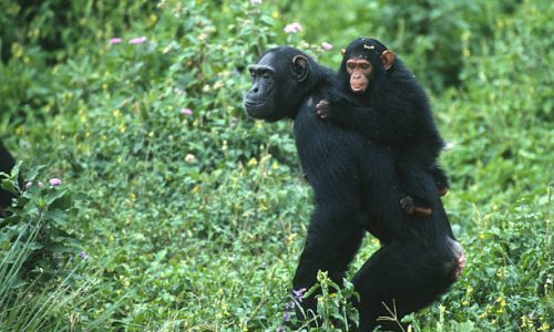 A young chimp clings to his mother walking upright through the thick foliage on Ngamba Island, a reserve for rescued chimpanzees in Lake Victoria, Uganda, Africa near Entebee.