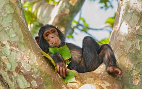 A young "Chimp" (Common Chimpanzee, Pan troglodytes) is relaxing in a tree. SHOT IN WILDLIFE in Gombe Stream National Park at the shore of Lake Tanganyika in Tanzania.
