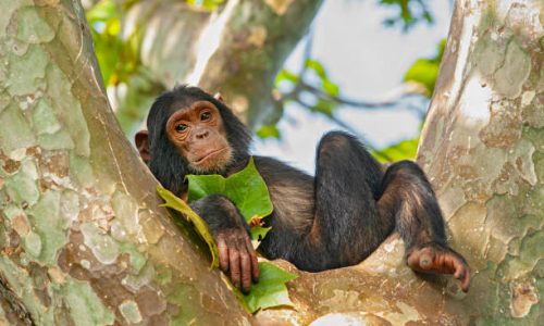 A young "Chimp" (Common Chimpanzee, Pan troglodytes) is relaxing in a tree. SHOT IN WILDLIFE in Gombe Stream National Park at the shore of Lake Tanganyika in Tanzania.
