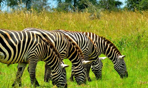 Kidepo Valley National Park Zebras_web - Copy