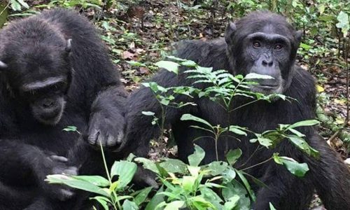 chimp