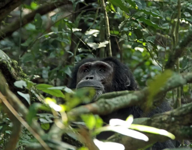 chimpanzee-kibale-forest-tracking