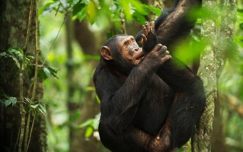 juvenile-kibale-chimps
