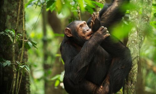 juvenile-kibale-chimps