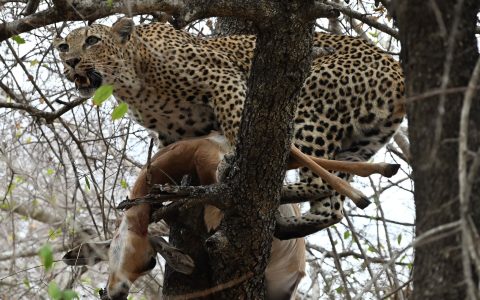 leopard